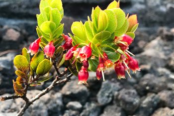 火口底には“オーヘロ・アイ”が生え始め、自然の再生が始まっています